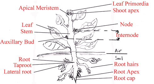 parts of a plant diagram