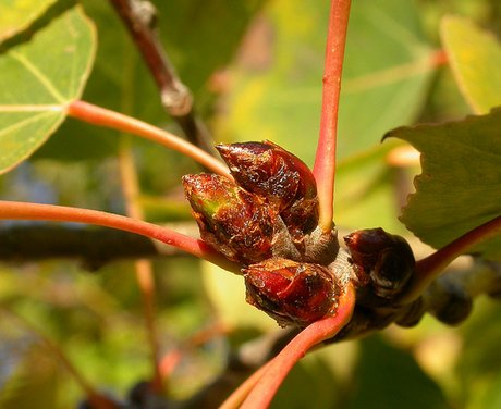 Terminal bud