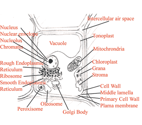 Plant Cell Diagram