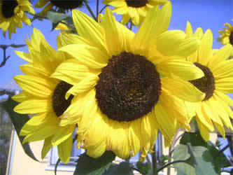Sunflower picture