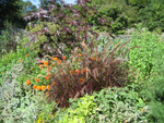 Garden flowers