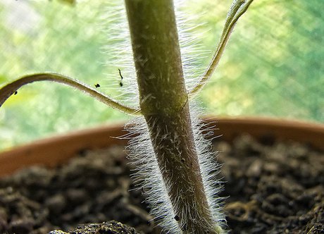 Hairy stem
