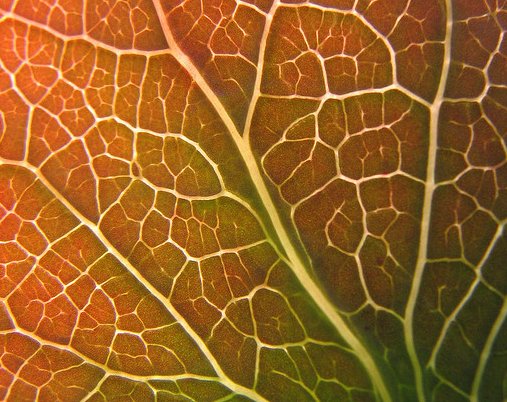 Leaf Veins