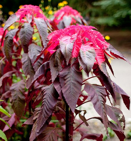 Plant Leaves