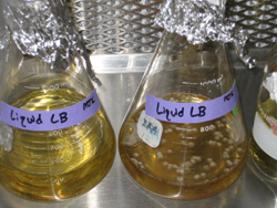 Liquid broth for lysis miniprep