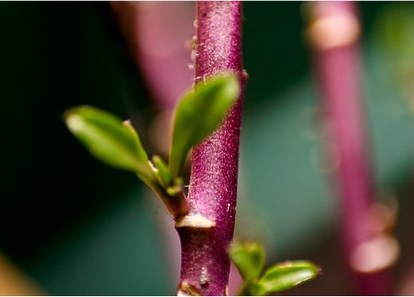 Plant Stem