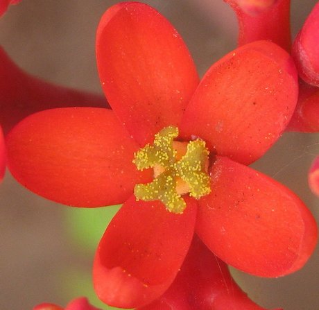 Female flower