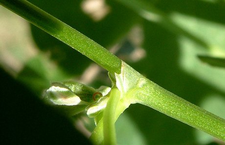 Leaf node