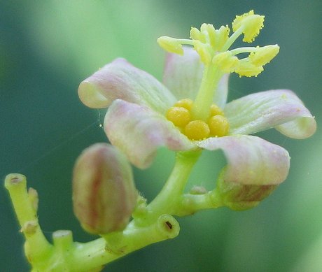 Male Flower