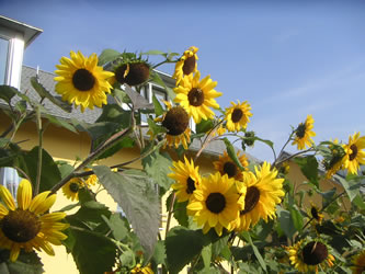 sunflower picture oil